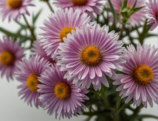 Obraz premium Symphyotrichum novi-belgii, purple asters on a white background