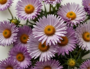 Fototapeta premium Symphyotrichum novi-belgii, purple asters on a white background