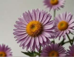 Fototapeta premium Symphyotrichum novi-belgii, purple asters on a white background