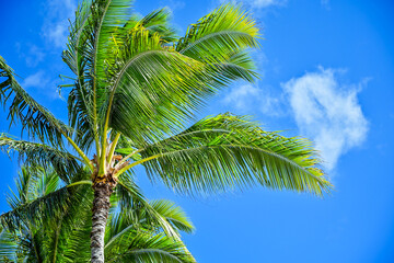 ハワイの南国感溢れる木