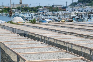 篠島の特産物であるシラス干し