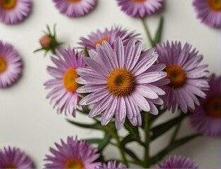 Obraz premium Symphyotrichum novi-belgii, purple asters on a white background