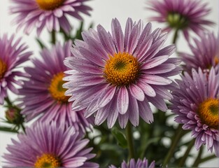 Obraz premium Symphyotrichum novi-belgii, purple asters on a white background