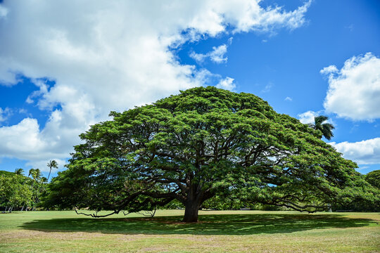 ハワイのモンキーポッド