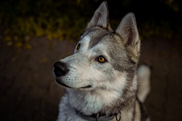 pies husky na ogródku w wiosnę z pomarańczowymi oczami 