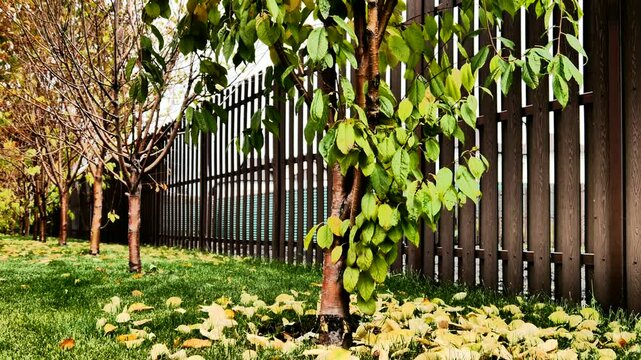 Many beautiful autumn trees along a high fence