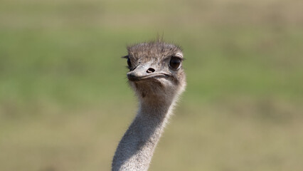 Ostrich closeup, Ngorongo crater, Tanzania