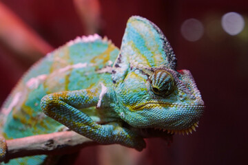 Chameleon - lizard adapted to an arboreal lifestyle, change body color.