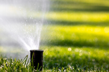 Close-up of a pop-up sprinkler watering a lawn on a sunny summer day.