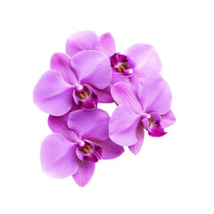 Obraz premium Pink Orchid Flowers Isolated on White Background