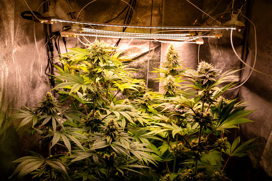 Indoor legal cannabis cultivation in Germany with grow lights.