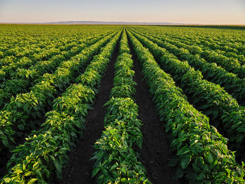 Green pepper agricultural farm field at sunset in Vojvodina, Serbia.