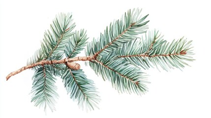Hand-Painted Watercolor Fir Branch Illustration