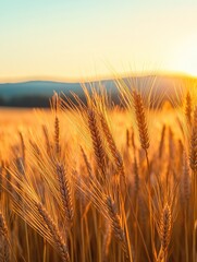 Naklejka premium A detailed close-up panoramic view of golden wheat fields gently swaying in the breeze under a clear azure sky during a vibrant sunset. Warm sunlight casts a golden glow over the landscape.
