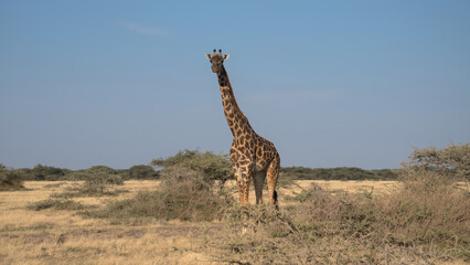 Obraz premium Giraffe, Serengeti National Park, Tanzania