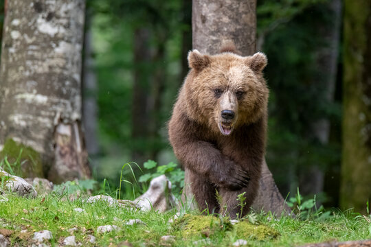 Brown bear walking in the forest of Slovenia.