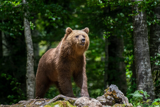 A brown bear standing in a forest in Slovenia. - Powered by Adobe