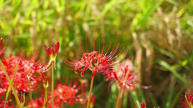 Japanese nature, higanbana and rice paddies, autumn scenery