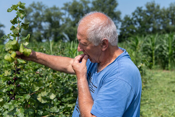 Senior Farmer Carefully Inspecting His Blueberry Farm to Ensure Quality and Progress