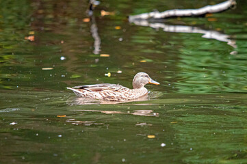 Ente schwimmt auf einem stillen, grünen Teich, umgeben von verschwommenen Reflektionen und Bäumen