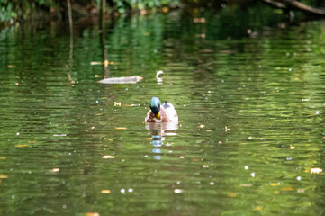 Stockente im gr&uuml;nen Teich