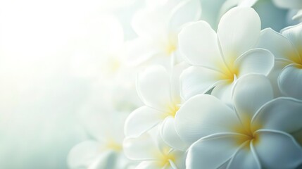 Fototapeta premium White Frangipani Plumeria flower close up photo background with empty copy space for text