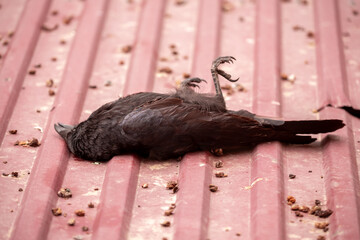 A dead bird lies on the roof with its paws up. Bird flu epidemic, infected raven fell and died.