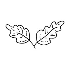 Oak leaf, oak tree. Autumn season. Doodle. Vector illustration. Hand drawn. Outline.