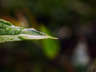 Macro of fresh young spring green leaf highlighted reveal green leaf texture sprinkled with water...