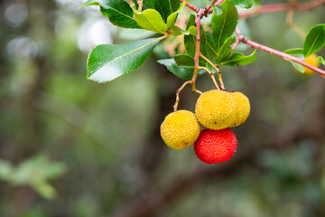 Madroño, fruto, fruta, rojo, verde, amarillo, árbol, arbusto