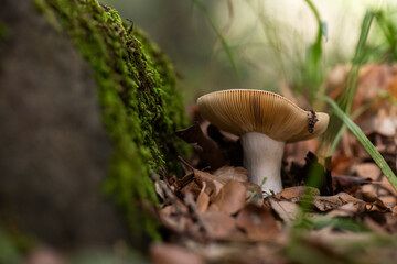 Seta, hongo, boletus, otoño, bosque, comestible, culinario, delicia, veneno, droga © Ruten