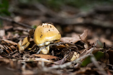 Seta, hongo, boletus, otoño, bosque, comestible, culinario, delicia, veneno, droga © Ruten