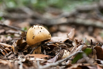 Seta, hongo, boletus, otoño, bosque, comestible, culinario, delicia, veneno, droga © Ruten