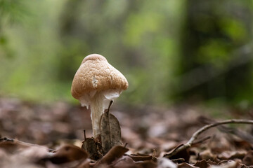 Seta, hongo, boletus, otoño, bosque, comestible, culinario, delicia, veneno, droga © Ruten