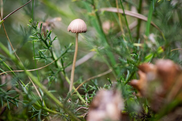 Seta, hongo, boletus, otoño, bosque, comestible, culinario, delicia, veneno, droga © Ruten