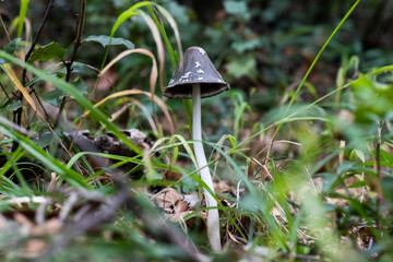Seta, hongo, boletus, otoño, bosque, comestible, culinario, delicia, veneno, droga © Ruten
