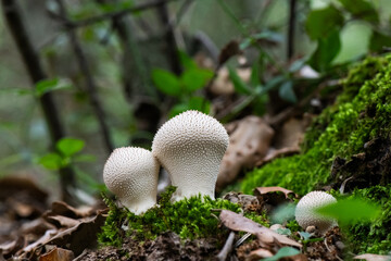 Seta, hongo, boletus, otoño, bosque, comestible, culinario, delicia, veneno, droga © Ruten