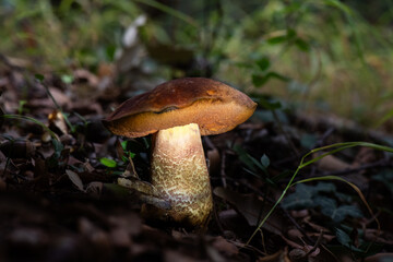 Seta, hongo, boletus, otoño, bosque, comestible, culinario, delicia, veneno, droga © Ruten