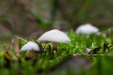 Seta, hongo, boletus, otoño, bosque, comestible, culinario, delicia, veneno, droga © Ruten