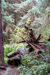 A great view of ferns and trees covered with moss in the Hoh Rainforest.