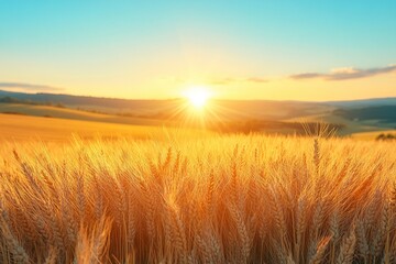Obraz premium A detailed close-up panoramic view of golden wheat fields gently swaying in the breeze under a clear azure sky during a vibrant sunset. Warm sunlight casts a golden glow over the landscape.