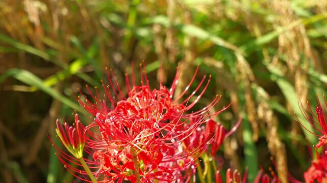 Japanese nature, higanbana and rice paddies, autumn scenery