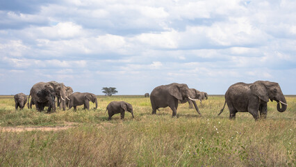 Elephants, Serengeti National Park, Tanzania