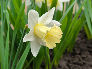 Fototapeta premium blooming daffodils, narcissus flowers in the garden