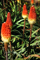 Torch lily, or Kniphofia caulescens flowers in a garden