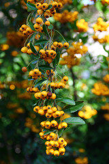 Pyracantha coccinea, or red firethorn, a popular decorative garden bush with bright orange berries