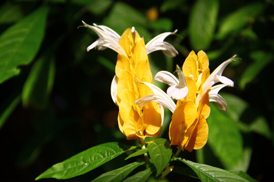 Golden shrimp plant, or Pachystachys lutea flowers in a garden