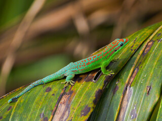 Blue tailed ornate day gecko of Mauritius 