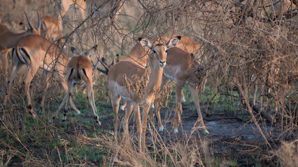 Impala, Serengeti National Park, Tanzania