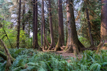 A great view of ferns and trees covered with moss in the Hoh Rainforest.